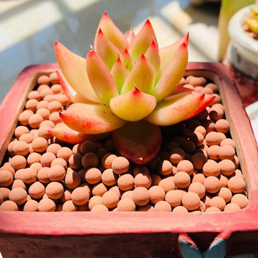 陶粒園藝陶粒蘭科水耕栽培介質陶石排水淨化陶粒裝飾栽培土石材園藝等級用於土壤水耕栽培,石頭裝飾卵石花瓶,多肉植物仙人掌盆景盆栽diy植物岩石庭園戶外室內砾石,裝飾玻璃花瓶、繡球草花瓶、多肉小盆景等,小巧裝點盆栽、拍照道具配件、玻璃瓶填補物材 - 多色 - 查看 1