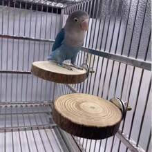 木製跳躍平台,倉鼠花枝,飛鼠,松鼠豚鼠磨牙玩具用品 - 棕色 - 查看 2