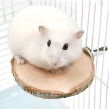 木製跳躍平台,倉鼠花枝,飛鼠,松鼠豚鼠磨牙玩具用品 - 棕色 - 查看 3