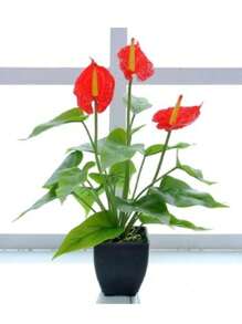 1 Ramo de planta artificial anturium + maceta redonda o cuadrada - Verde - Ver 1