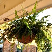 14英寸可可纖維懸掛籃用襯墊,可替換圓形可可纖維襯墊,用於掛牆式園藝盆栽,植物盆栽