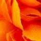 Burnt Orange