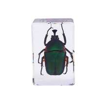 1入透明琥珀昆蟲標本,樹脂昆蟲工藝品,昆蟲紙鎮,透明琥珀昆蟲標本 - 彩色 - 查看 4