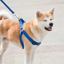 1 Bộ Của Trung bình Đến Chó to Dây xích vật nuôi , Vòng cổ Và Harness Tổ hợp Bộ - Màu xanh lam - Xem 2