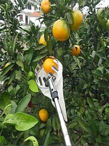 1 Pieza Recolector De Frutas De Jardín, Herramienta Desmontable Para Recoger Manzanas, Peras Y Naranjas De Árboles Altos En Huertas Y Granjas - Blanco - Ver 2