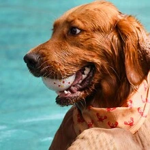 Bubble Ball Toys Are Suitable For Daily Chewing And Chewing Play By Pets. - Beige - View 2