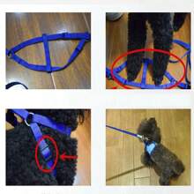 紅色狗繩胸背帶套裝,包括項圈、胸帶和後背帶,適用於泰迪、金毛獵犬、柯基等寵物 - 紅色 - 查看 6