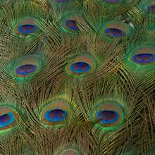 5-50pcs Peacock Feathers 25-45cm For Festival Decoration & Craft Diy, Ready To Ship - Army Green - View 5