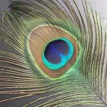 5-50pcs Peacock Feathers 25-45cm For Festival Decoration & Craft Diy, Ready To Ship - Army Green - View 3