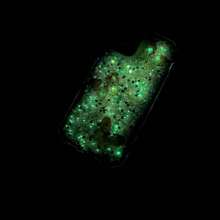 Funda, Carcasa, Protector para Celular Movil Telefono Flourescente IPhone - Morado - Ver 3