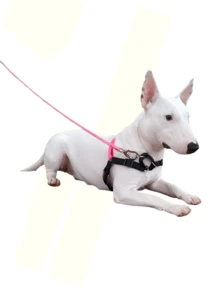 Pet Leashes - 淺灰紫 - 查看 2