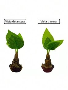 Planta Artificial, Maceta de Resina, Mandrágora de Otoño - Marrón - Ver 3