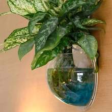 Trong suốt Treo tường Thủy canh Chậu hoa - Màu be - Xem 3