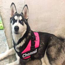 Husky個性化用途胸部和胸背帶 - 粉色 - 查看 3