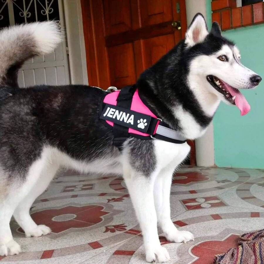 Husky個性化用途胸部和胸背帶 - 粉色 - 查看 1