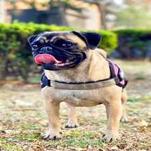 Arnes Para Perro Pug Personalizado - Rosa - Ver 3