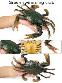 1入組綠色彈性塑料材質的海洋馬蹄蟹模型,逼真的細節,適合室內裝飾,教育孩子的禮物