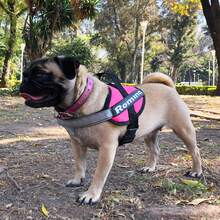 Arnes Para Perro Pug Personalizado - Rosa - Ver 1