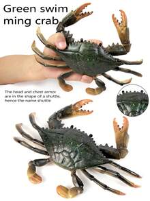 1入組綠色彈性塑料材質的海洋馬蹄蟹模型,逼真的細節,適合室內裝飾,教育孩子的禮物
