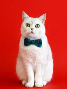 1pc British Plaid Bow Cat Collar With Bell Pet Accessory - Red - View 4