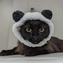 1Pc Adorable Bear Hat For Pets - Adjustable Size Fits Neck Circumference  Perfect for Puppy Dogs & Cats! - White - View 4