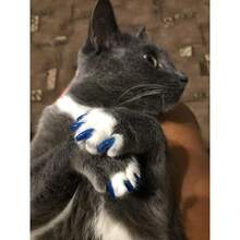 1pack 20pcs Random Colored Cat Nail Caps For Anti-scratching Nail Art. Suitable For Indoor And Outdoor Use - Multicolor - View 6