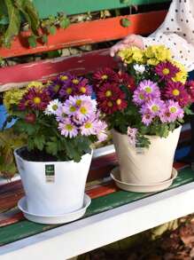 1pc 17.5*14.5cm Hexagonal Plastic Flower Pot And Round Tray Set Mini Desk Succulent Planter White, Beige, Dark Grey, Brick Red Suitable For Office Balcony Desk - Beige - View 2