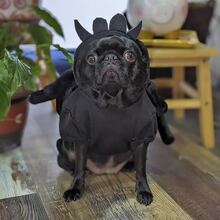 Spider Costume For Halloween - Black - View 2