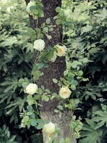 2 件,單一 5.9 英尺人造桉樹花環,帶有假玫瑰藤種子、桉樹葉、綠色花環、婚禮餐桌背景、派對中心裝飾