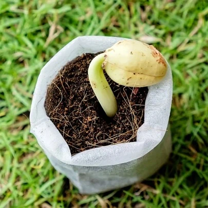 100pcs/袋植物生长袋