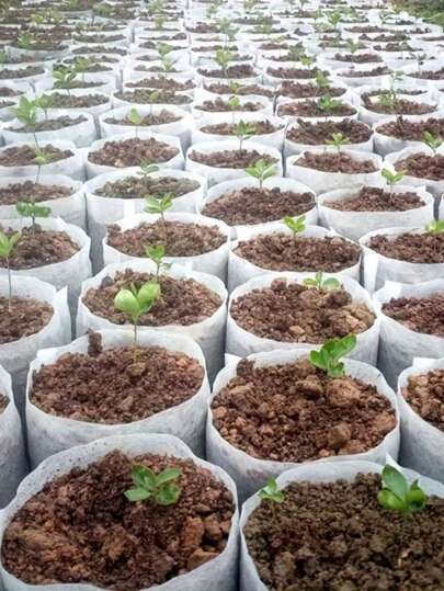 100 unidades/saco saco de cultivo de plantas