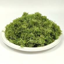 100g/3.5oz綠色保鮮苔蘚,乾燥苔蘚為盆栽植物及工藝裝飾之用 - 薄荷綠 - 查看 5