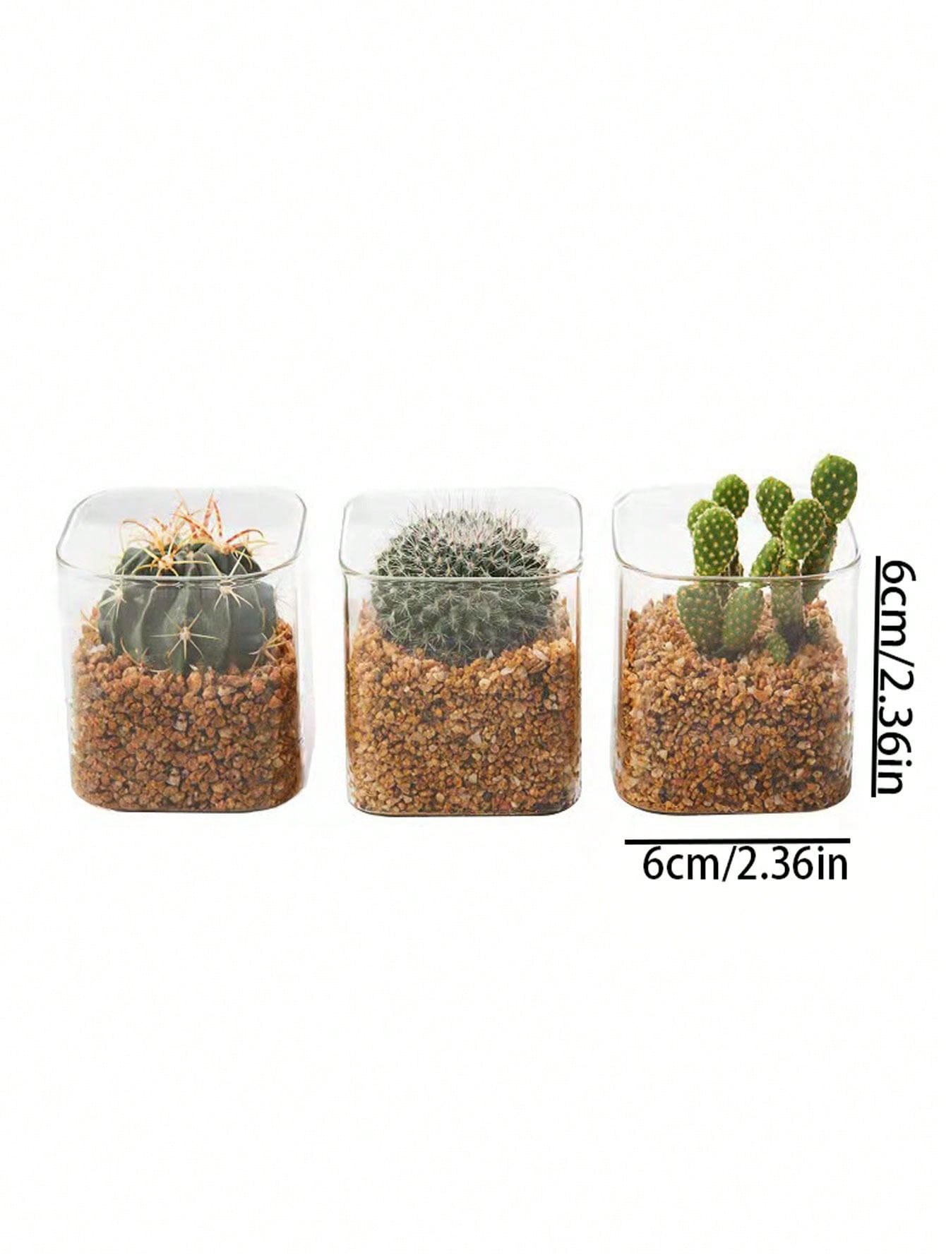 Klare Hängende Glasvase Für Sukkulenten & Luftpflanzen – Terrarium Für Büro Oder Wohnung