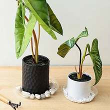 6 Unids/set Bandeja Redonda Transparente Para Maceta De Plástico Con Almacenamiento De Agua Y Diseño De Mariposa, Decoración De Jardín - Blanco - Ver 3