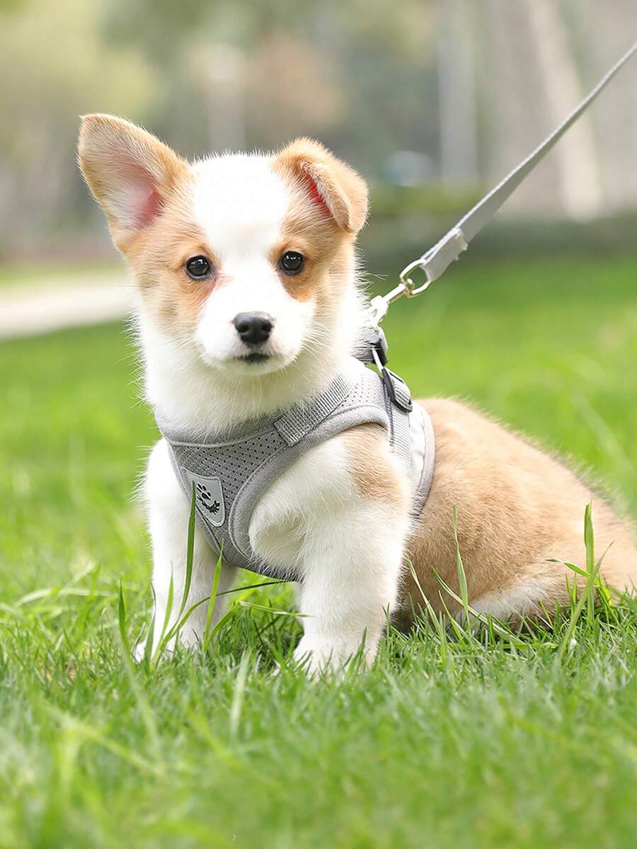 1 Miếng Chống phản quang & Thoáng khí Harness Dây xích Bộ Đối với Nhỏ bé 10kg Với 1.2 M Dây kéo - Xám - Xem 1