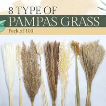 100入組自然乾燥芦葦草,17英寸高,白色和棕色芦葦草,蘆葦,兔尾花卉,完美的波西米亞家居裝飾,婚禮派對和居家裝飾