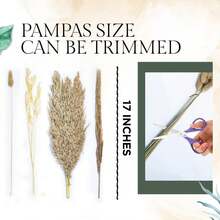 100入組自然乾燥芦葦草,17英寸高,白色和棕色芦葦草,蘆葦,兔尾花卉,完美的波西米亞家居裝飾,婚禮派對和居家裝飾