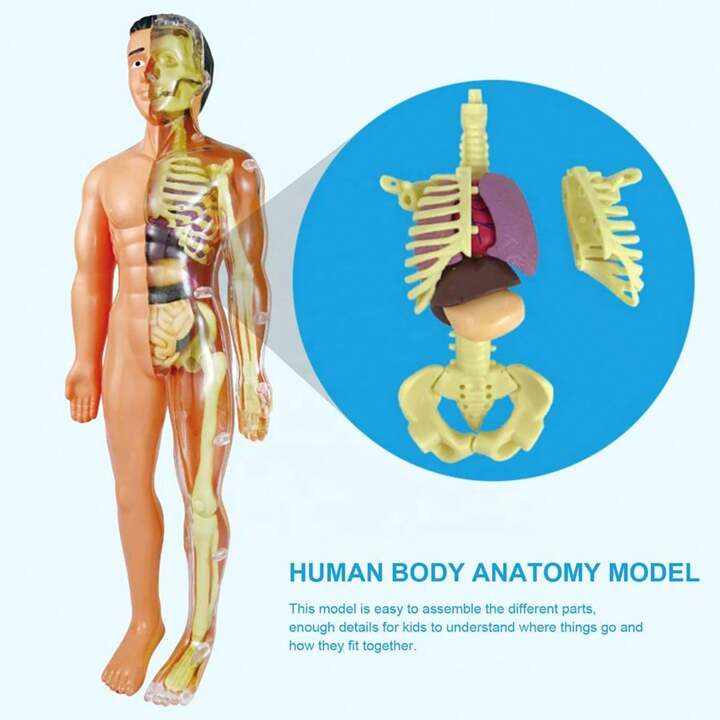 Human Body 3D Model Study Torso Anatomy Organ Teaching Tools Early ...