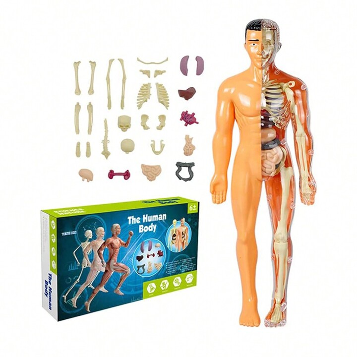 Human Body 3D Model Study Torso Anatomy Organ Teaching Tools Early ...