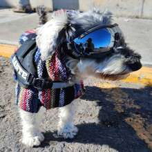 Arnes Pechera Chico Personalizado - Negro - Ver 1