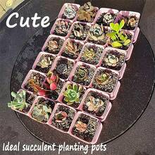 10pcs Colorful Square Plastic Planting Pots, For Home Garden Nursery - Black - View 3