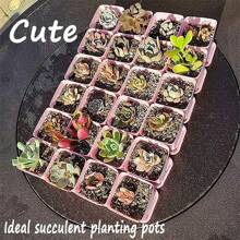 10pcs Colorful Square Plastic Nursery Seedling Pots For Home Garden Planting - Pink - View 3