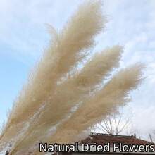 [4/8/10/20入組]天然蘆葦/萬壽菊花束/聖誕節diy裝飾/稻草幹花/有庫存