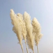 [4/8/10/20入組]天然蘆葦/萬壽菊花束/聖誕節diy裝飾/稻草幹花/有庫存