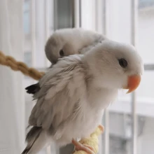 鸚鵡攀爬繩、螺旋繩、搖擺鳥籠配件,帶鳳凰、牡丹、老虎圖案和咀嚼玩具繩和搖擺棲息處