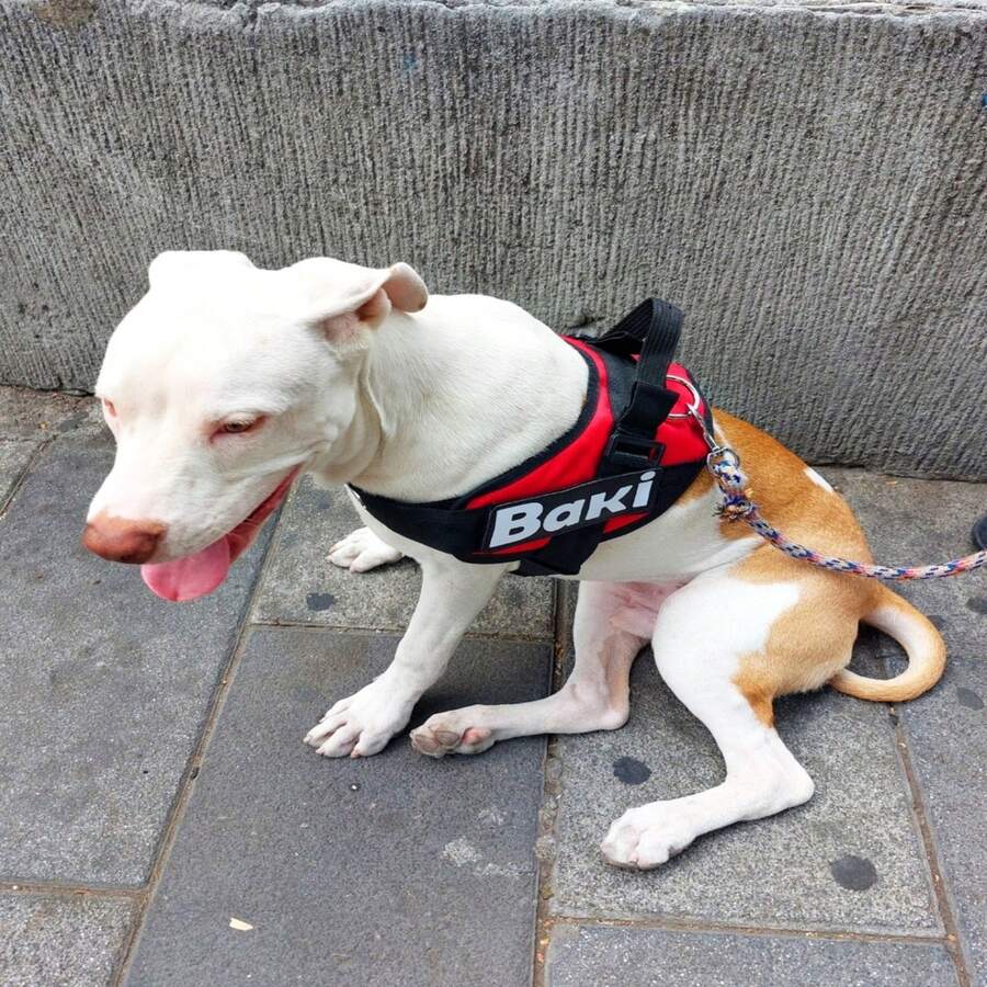 Pechera Para Perro Pitbull Personalizada Uso Rudo - Rojo - Ver 1
