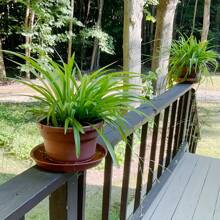 6 件装，12 英寸花盆托盘，12 英寸圆形重型塑料花盆托盘，盆栽托盘，室内花盆托盘，鸟浴盆，花盆托盘 6 英寸/8 英寸/10 英寸//12 英寸（赤陶色） - 杏色 - 查看 4