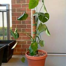 花园绑带、植物支架、钩环带、植物绑扎工具、厚花园乙烯基桩带，适用于树枝、花卉、西红柿、室内室外温室 - 捆綁帶 - 查看 3