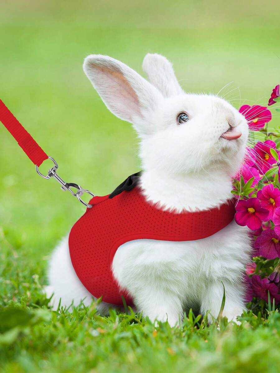 Conjunto De Arnés Con Correa Para Conejo Rojo - Rojo - Ver 1