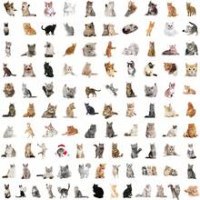 100pcs cute kitten graffiti stickers - Multicolor - View 3